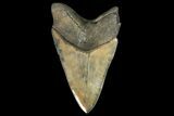 Serrated, Fossil Megalodon Tooth - Georgia #163293-2
